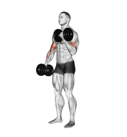 curl biceps halteres