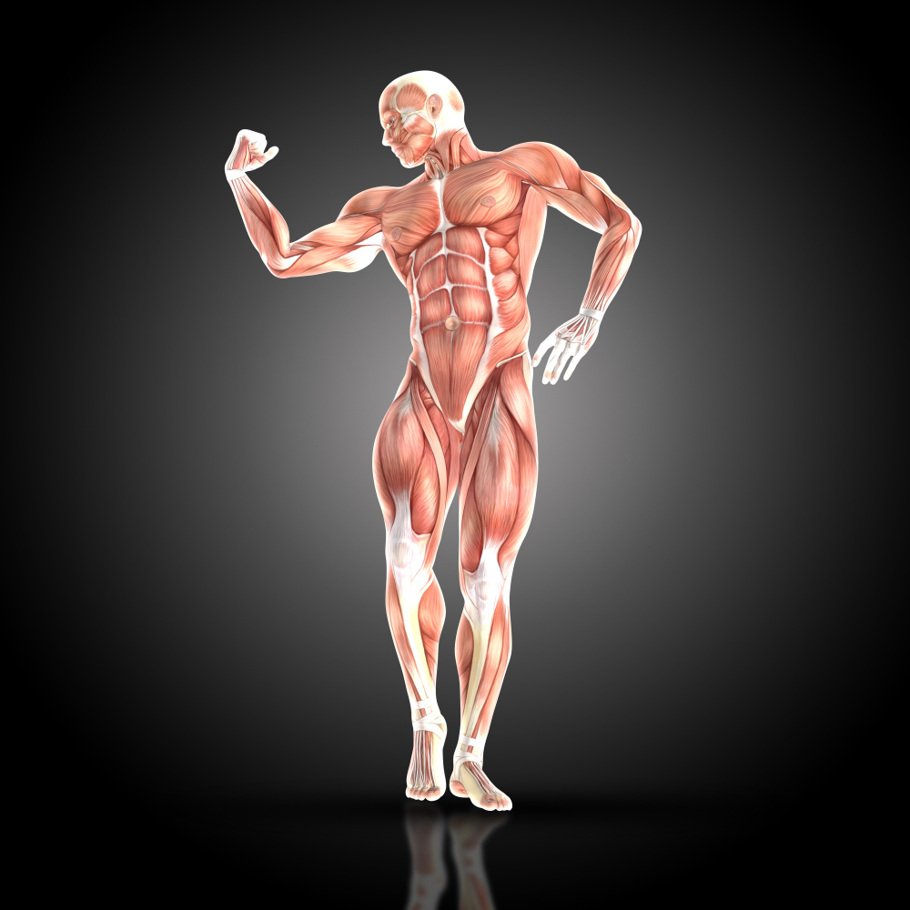 homme muscle serrant biceps 1