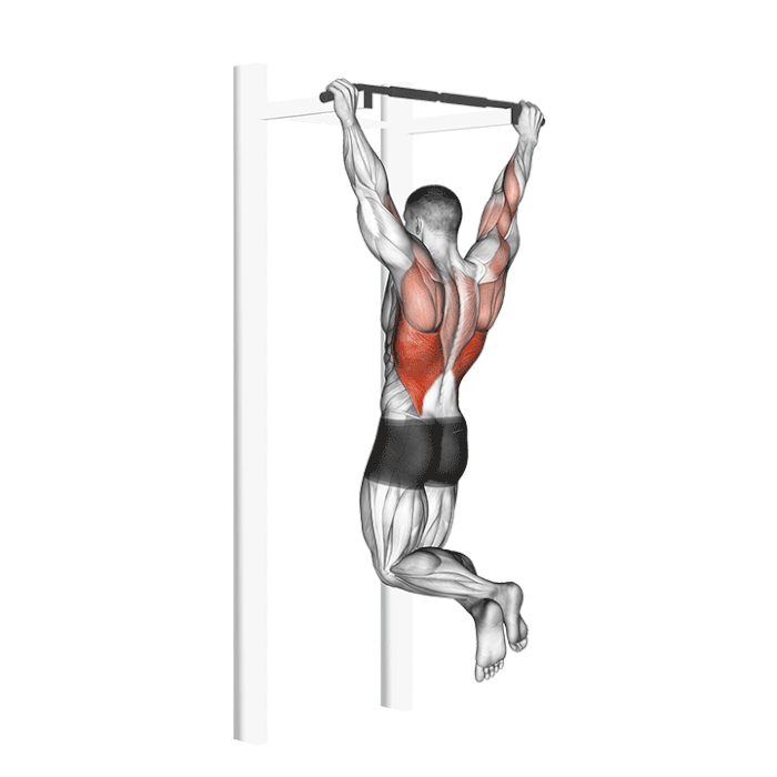 GIFTraction musculation dos